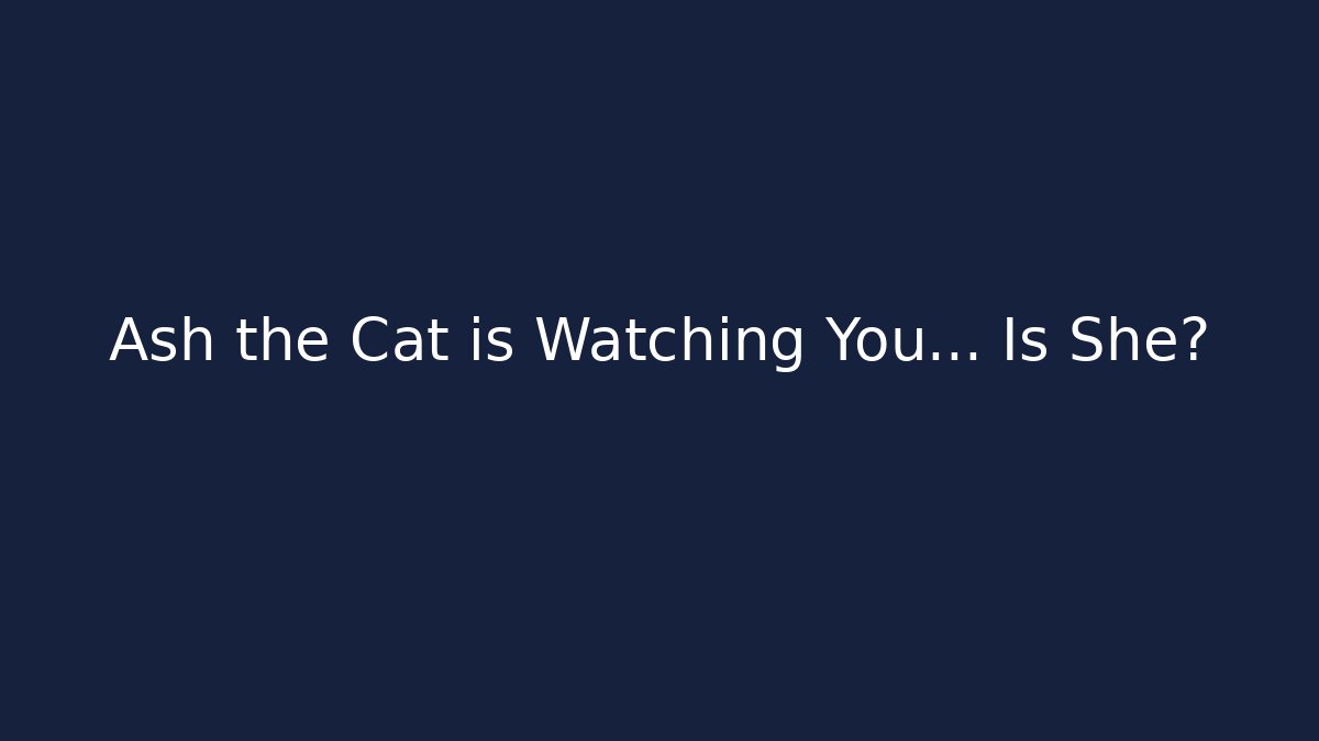 Ash the Cat is Watching You... Is She?