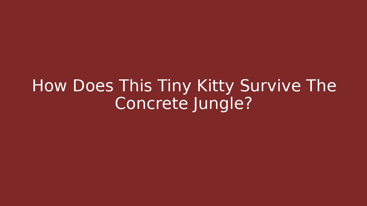 How Does This Tiny Kitty Survive The Concrete Jungle? - Andrea Zevedo