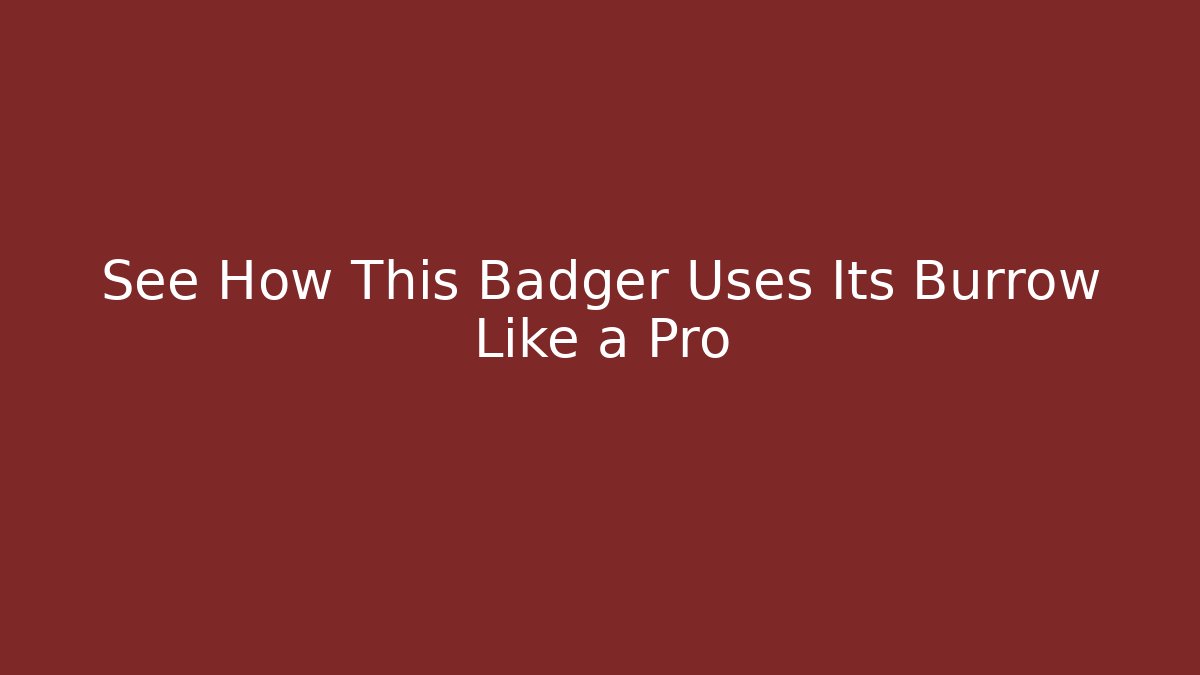 See How This Badger Uses Its Burrow Like a Pro - Andrea Zevedo