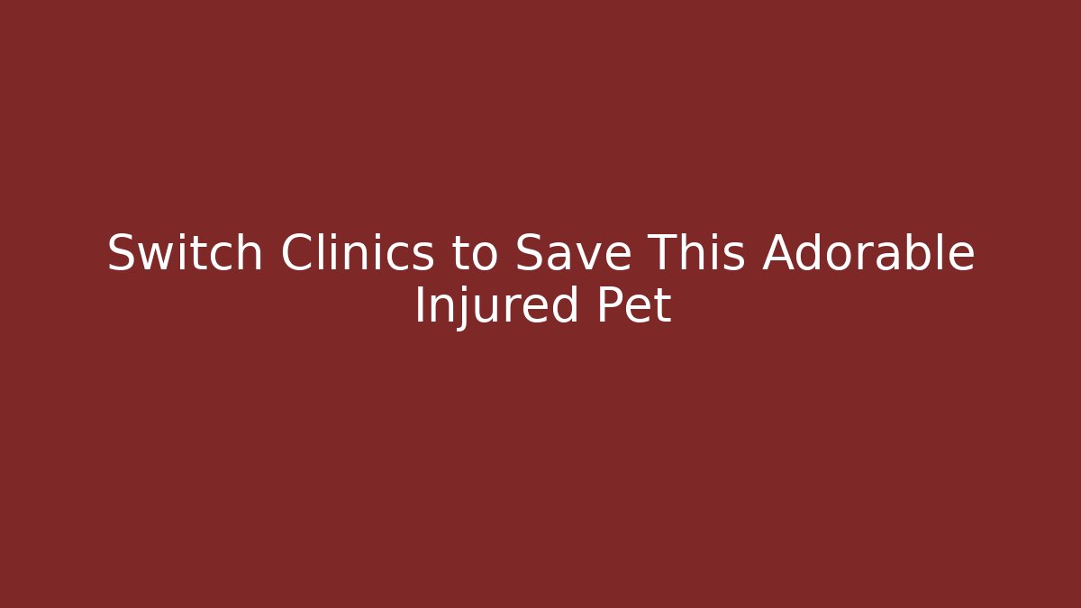 Switch Clinics to Save This Adorable Injured Pet