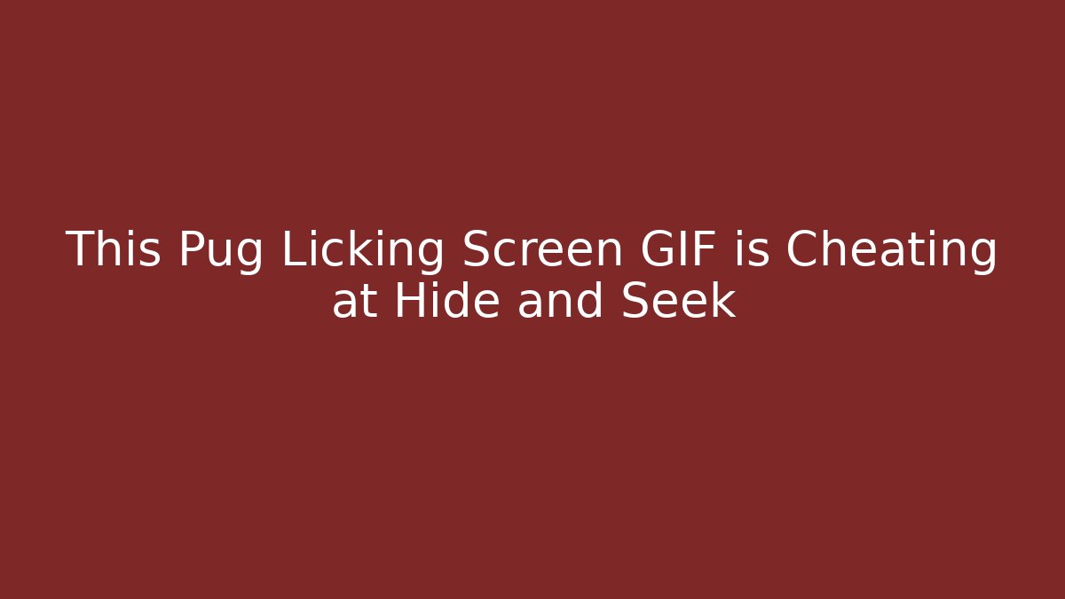 This Pug Licking Screen GIF is Cheating at Hide and Seek
