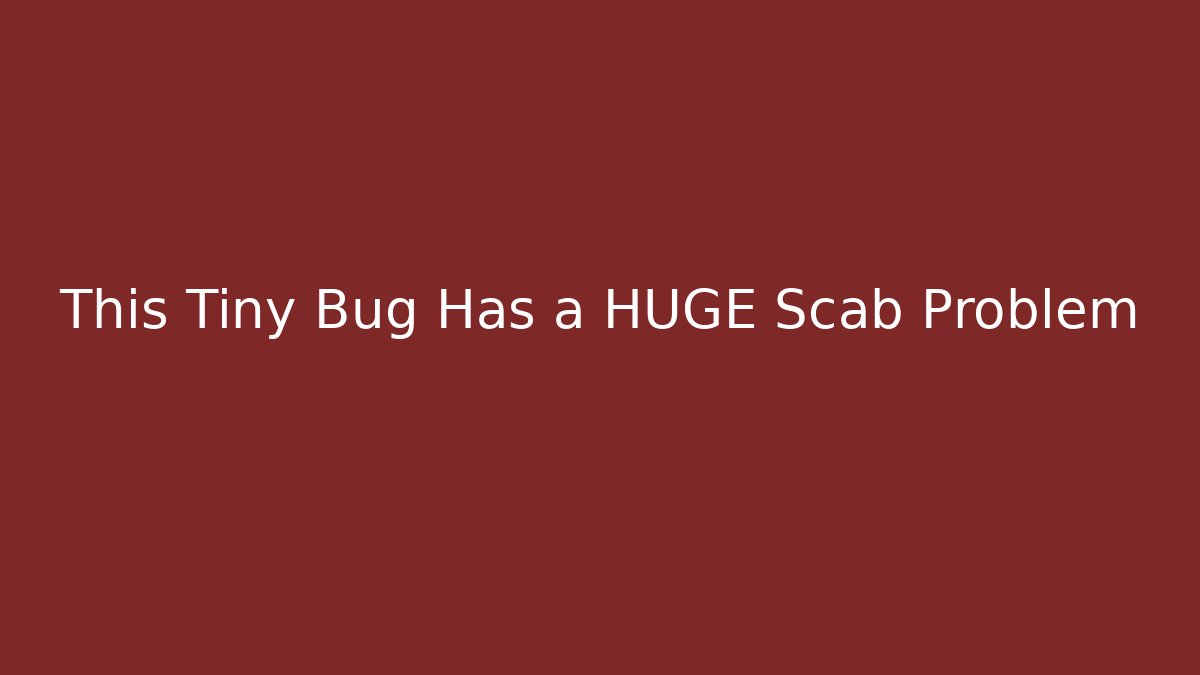 This Tiny Bug Has a HUGE Scab Problem - Andrea Zevedo