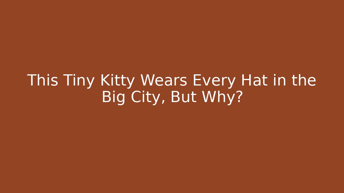 This Tiny Kitty Wears Every Hat in the Big City, But Why?