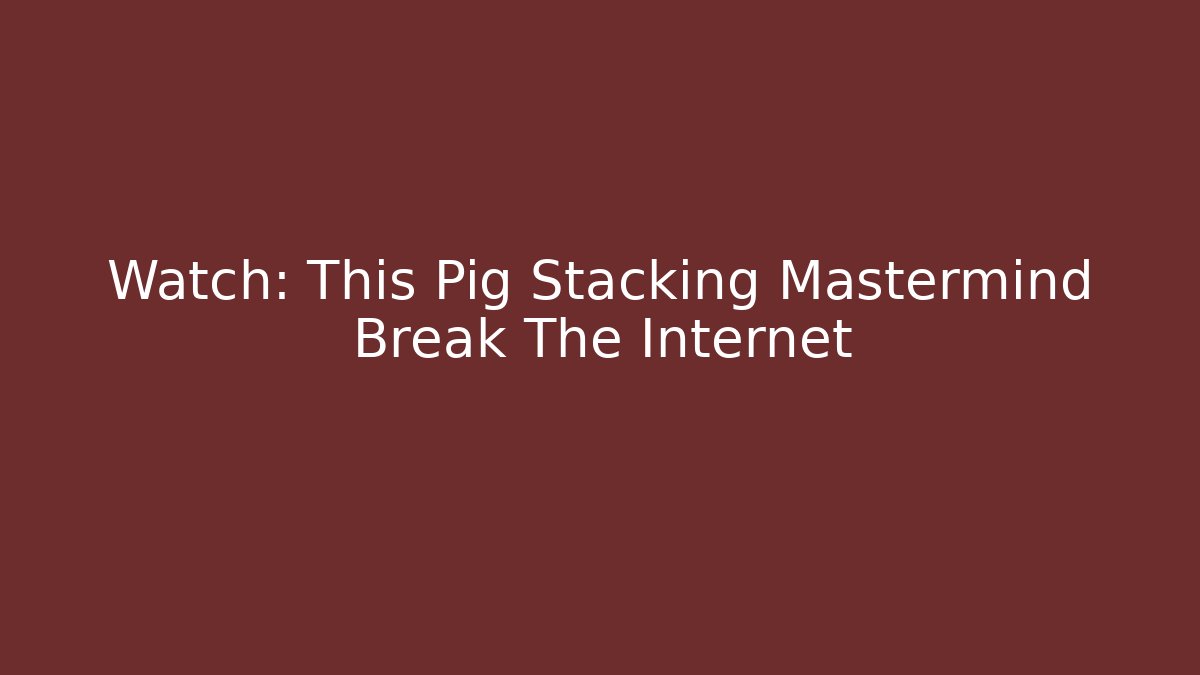 Watch: This Pig Stacking Mastermind Break The Internet - Andrea Zevedo