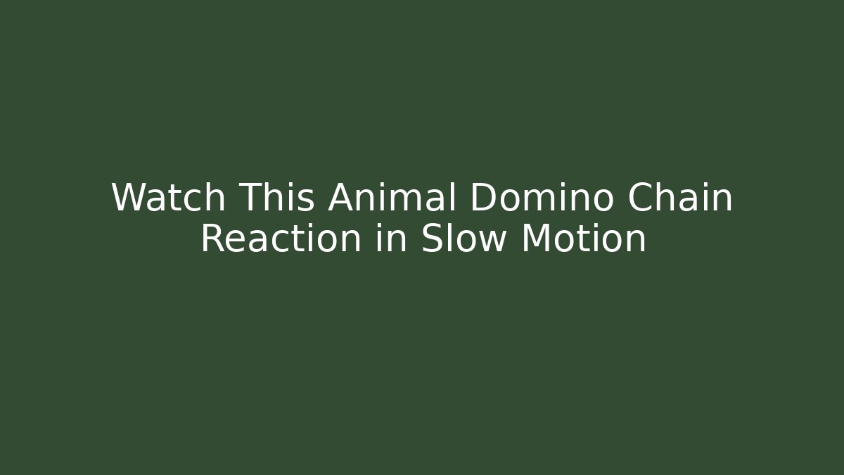 Watch This Animal Domino Chain Reaction in Slow Motion
