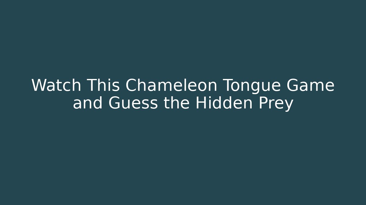 Watch This Chameleon Tongue Game and Guess the Hidden Prey