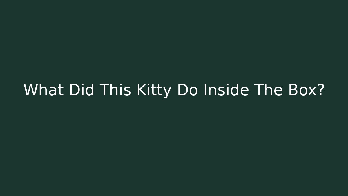 What Did This Kitty Do Inside The Box?