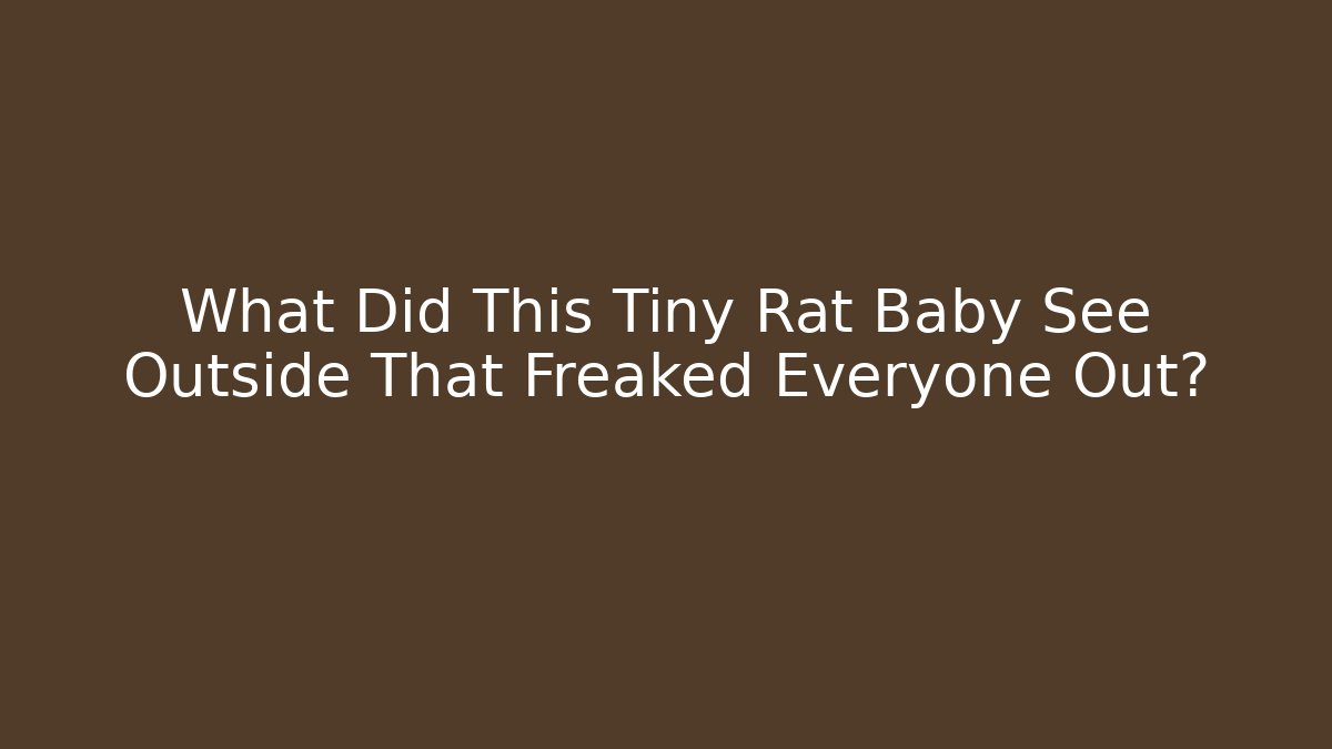 What Did This Tiny Rat Baby See Outside That Freaked Everyone Out?