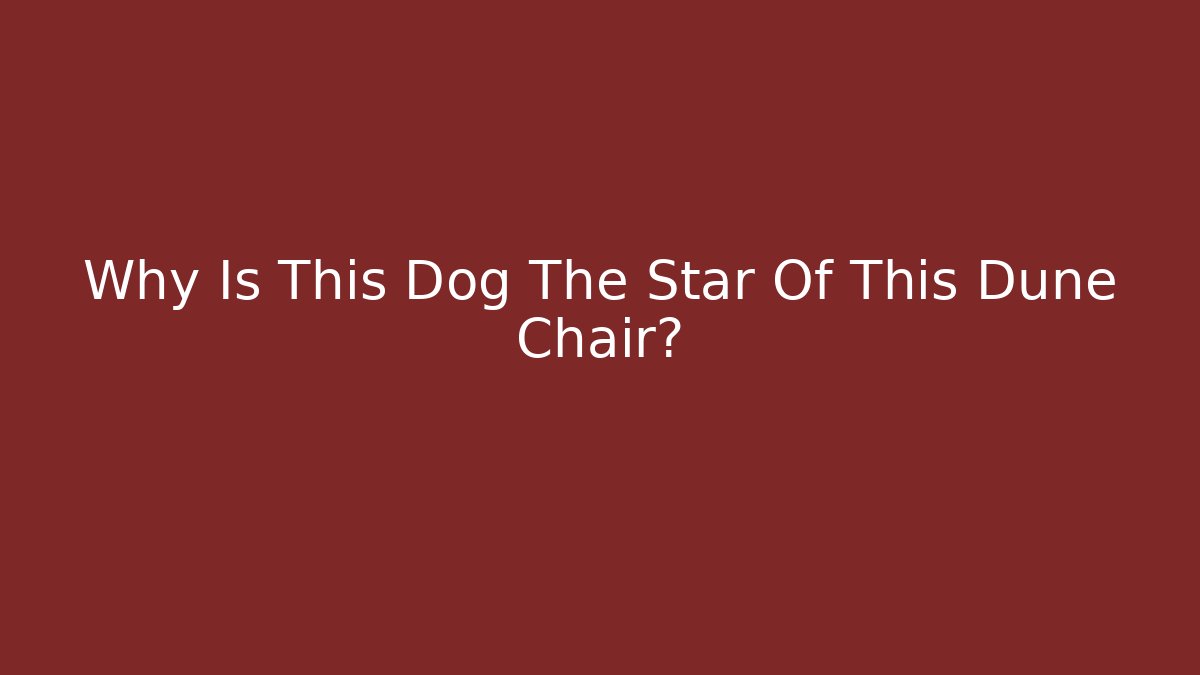 Why Is This Dog The Star Of This Dune Chair?