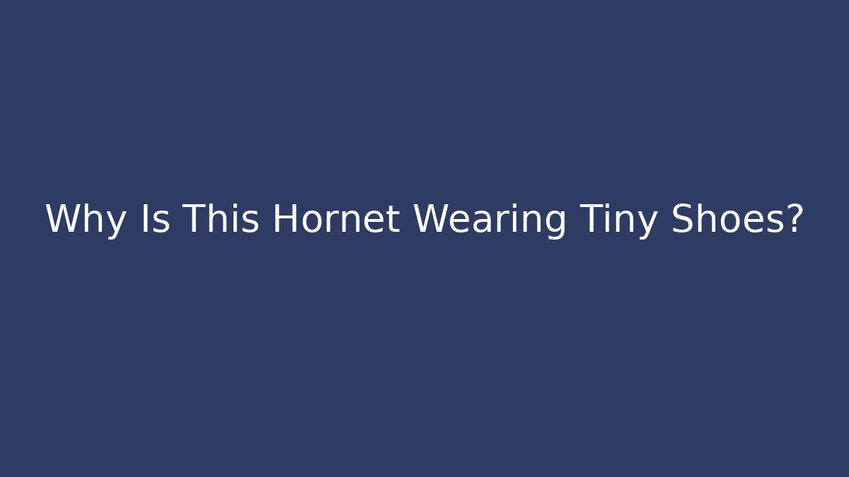 Why Is This Hornet Wearing Tiny Shoes?