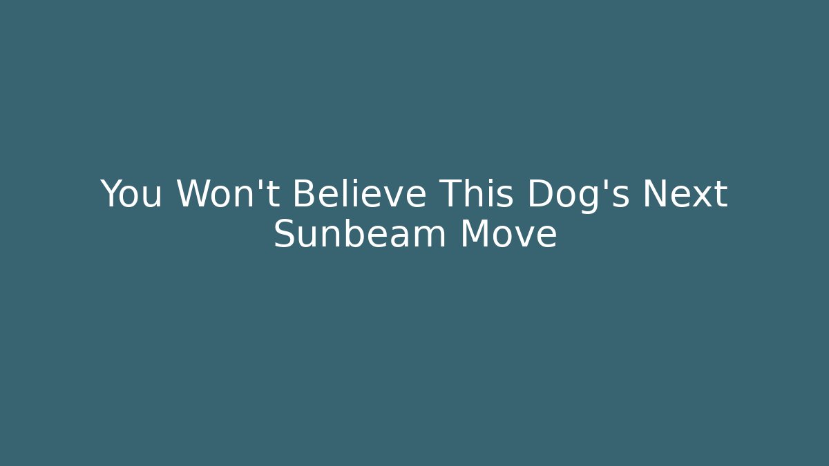 You Won't Believe This Dog's Next Sunbeam Move